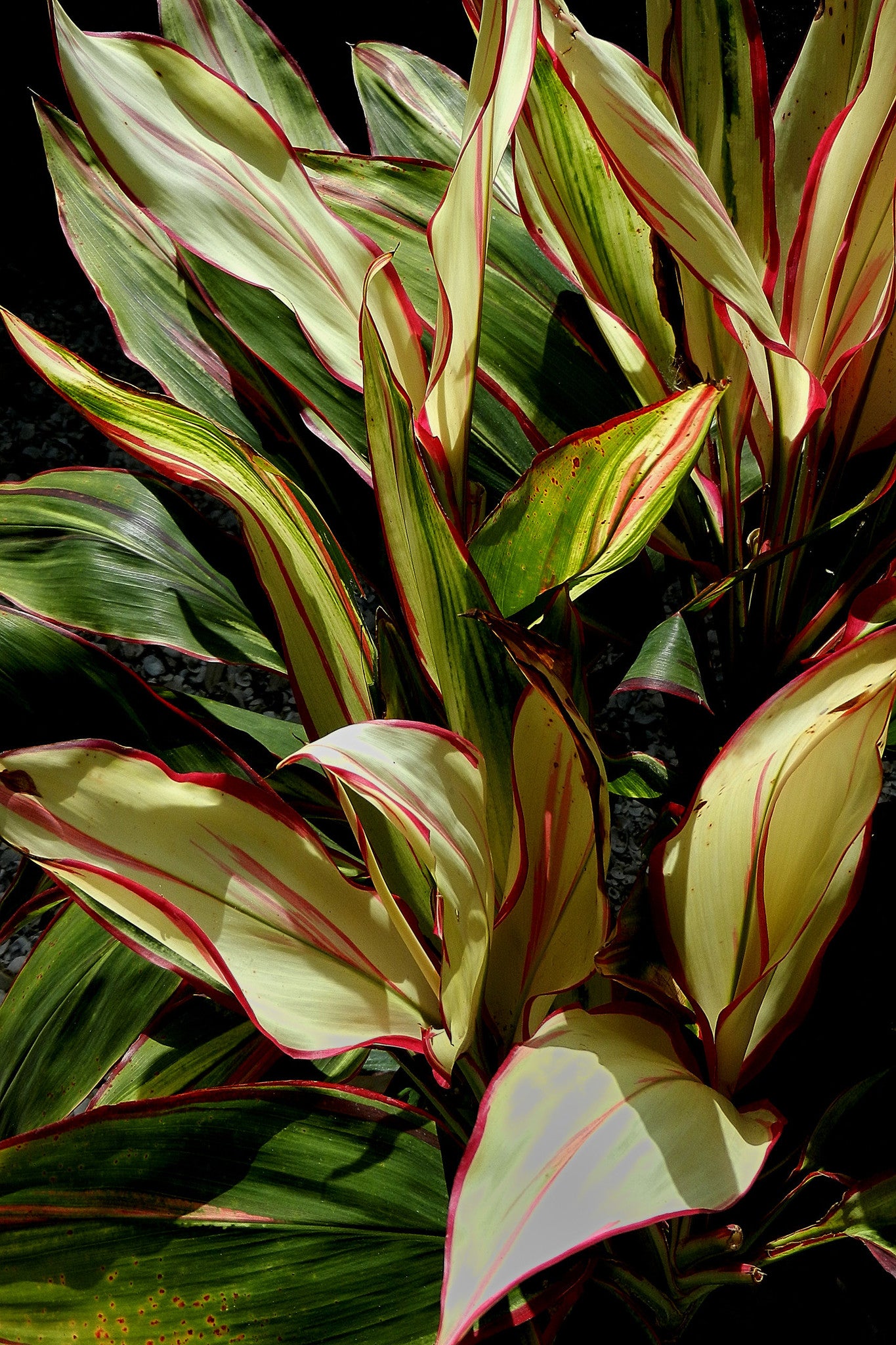 Botanical Gardens #192A