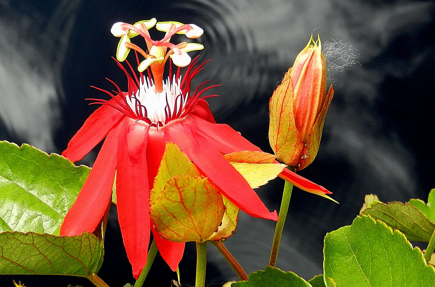 Botanical Gardens #1986