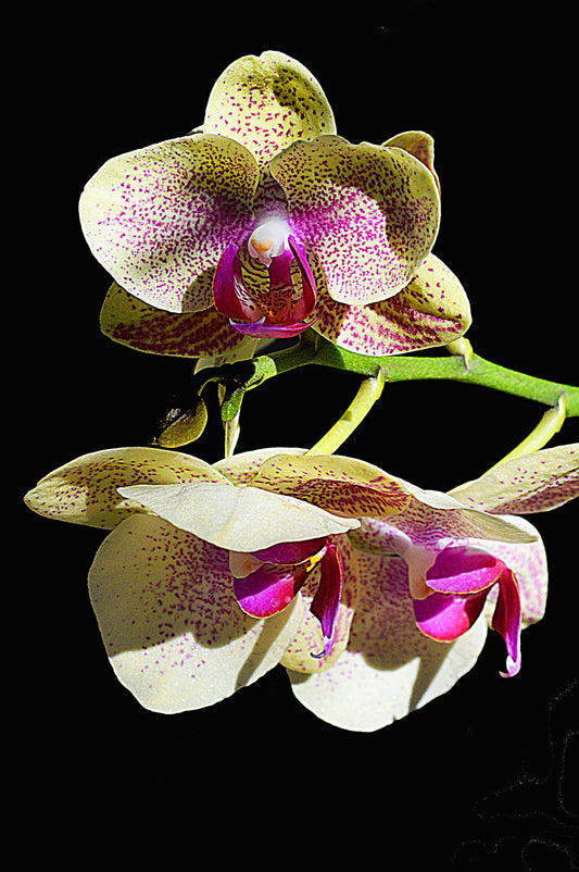 Botanical Gardens #504