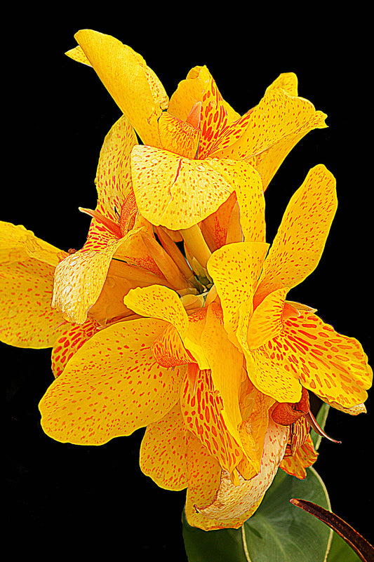 Botanical Gardens #517