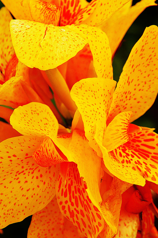 Botanical Gardens #518