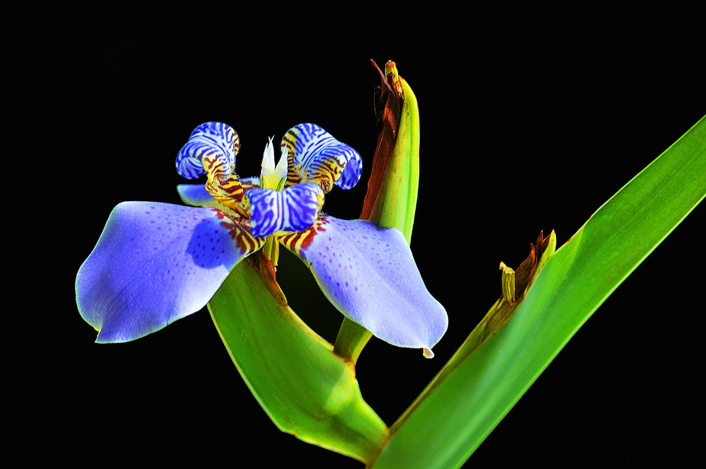 Botanical Gardens #607