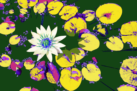 Water Lilies #658