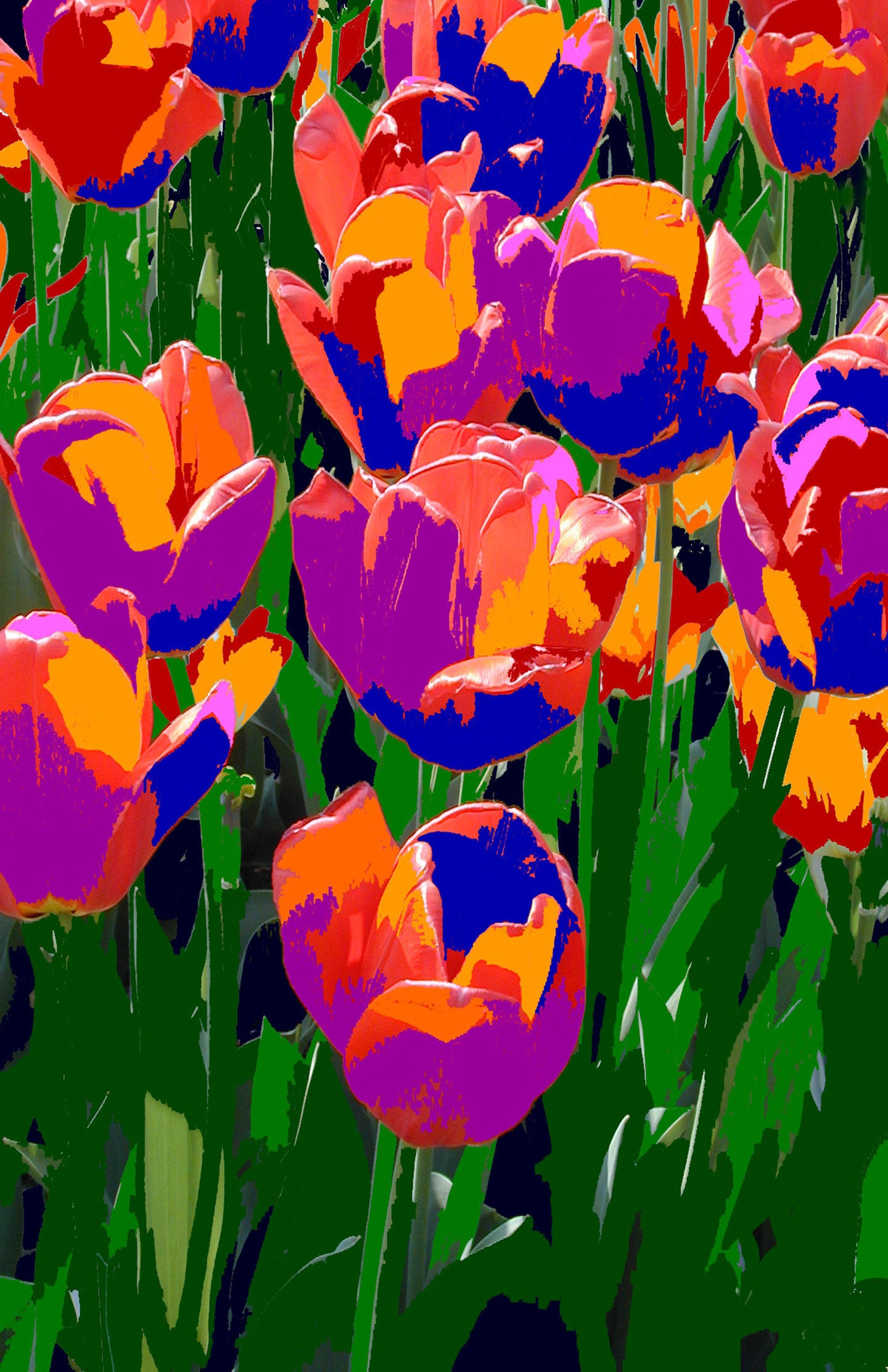 Tulips #12