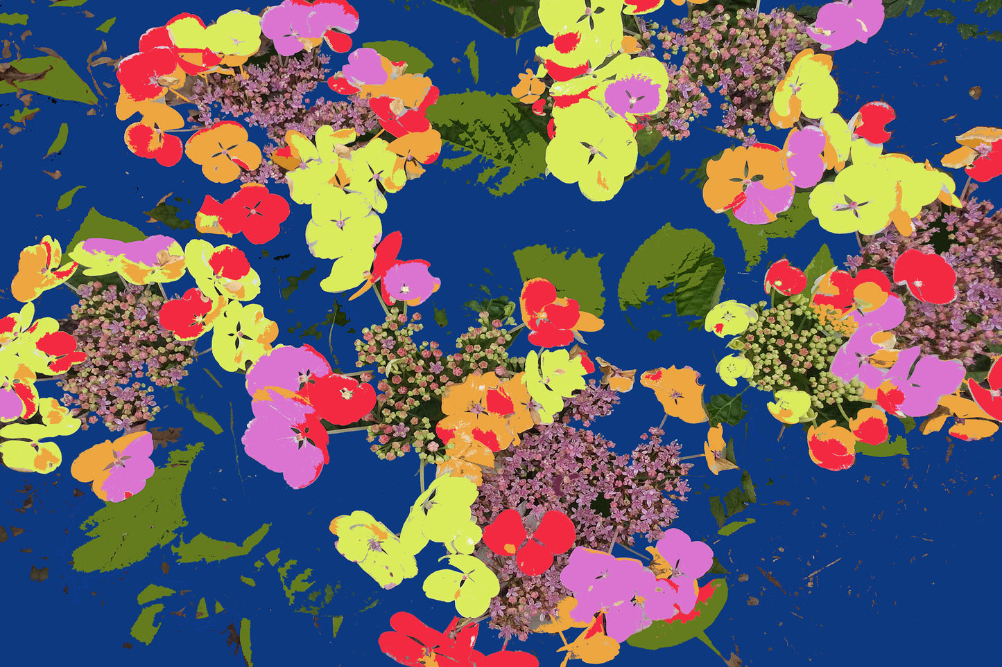 Lacecap Hydrangeas on Blue