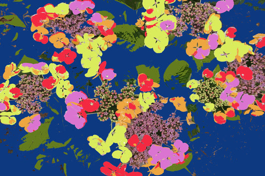 Lacecap Hydrangeas on Blue