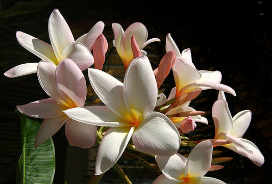 White Flowers